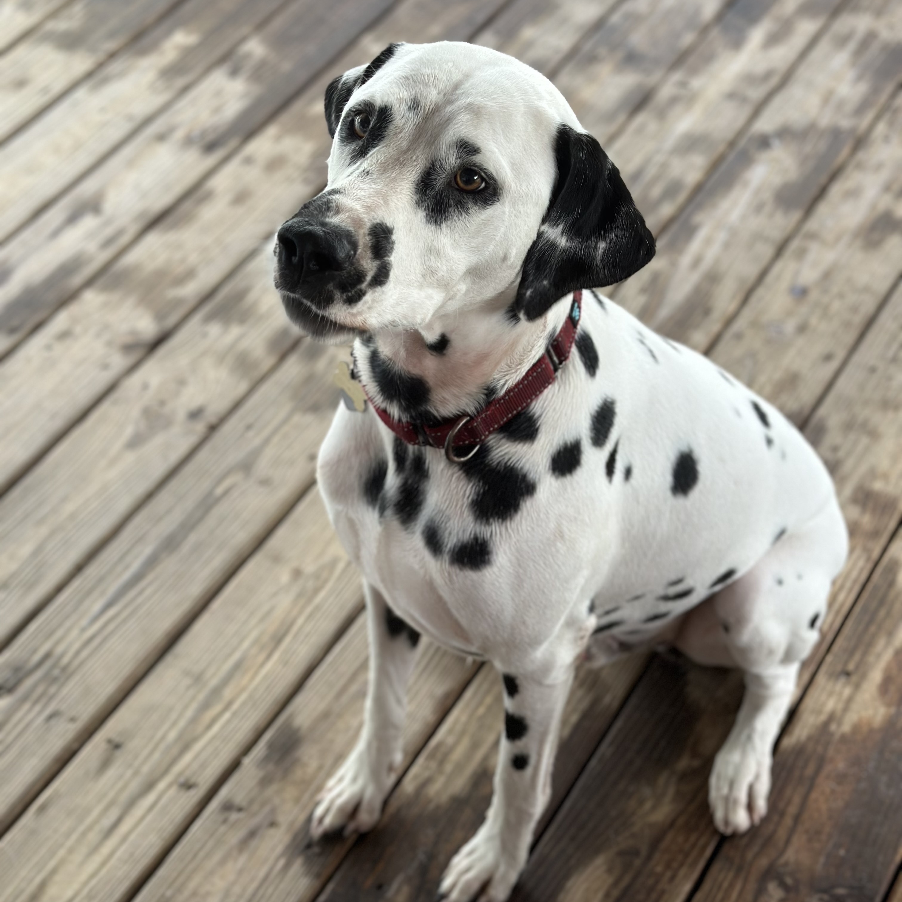 Rhino, Adopted, Adult Male Dalmatian.