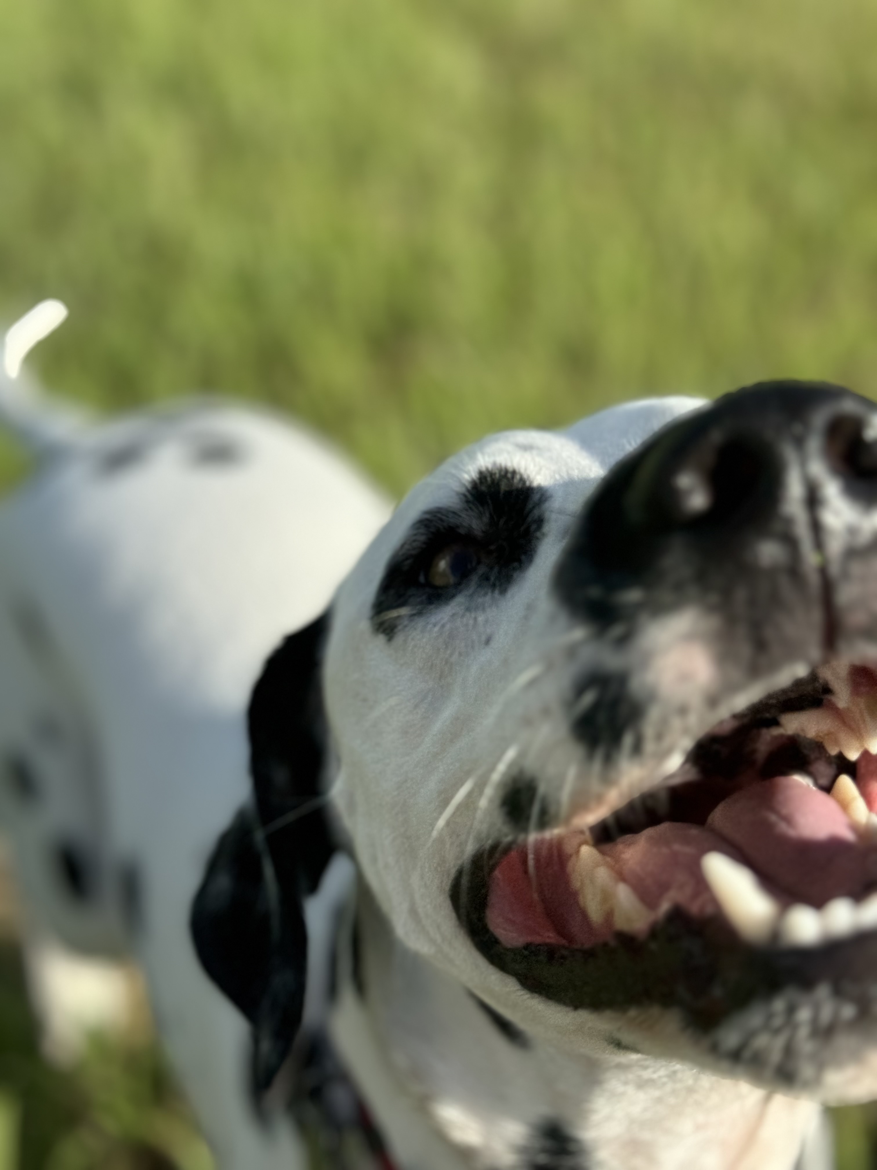 Enlarge Rhino, a Adopted Dalmatian in LEHIGH ACRES, FL image 5/6