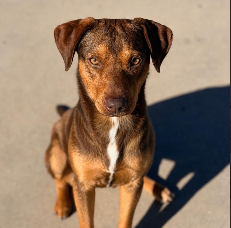 Bixby, ADOPTABLE, Young Male Black Labrador Retriever & Dachshund.