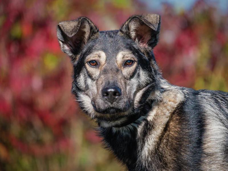 Enlarge Mavis, a Adoptable mixed breed in Pointe-Fortune, QC image 1/4