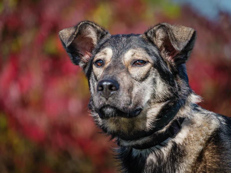 Enlarge Mavis, a Adoptable mixed breed in Pointe-Fortune, QC image 2/4