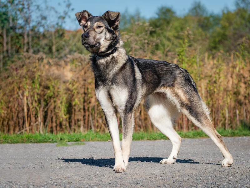 Enlarge Mavis, a Adoptable mixed breed in Pointe-Fortune, QC image 3/4