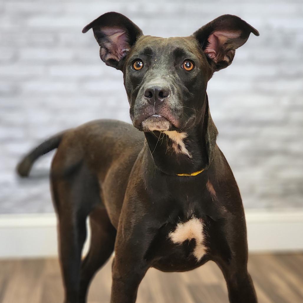 Savannah, Adoptable, Young Female Terrier & Mixed Breed.