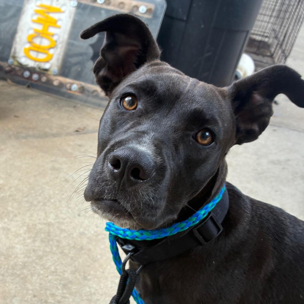 Enlarge Savannah, a Adoptable mixed breed in Montgomery, AL image 2/2