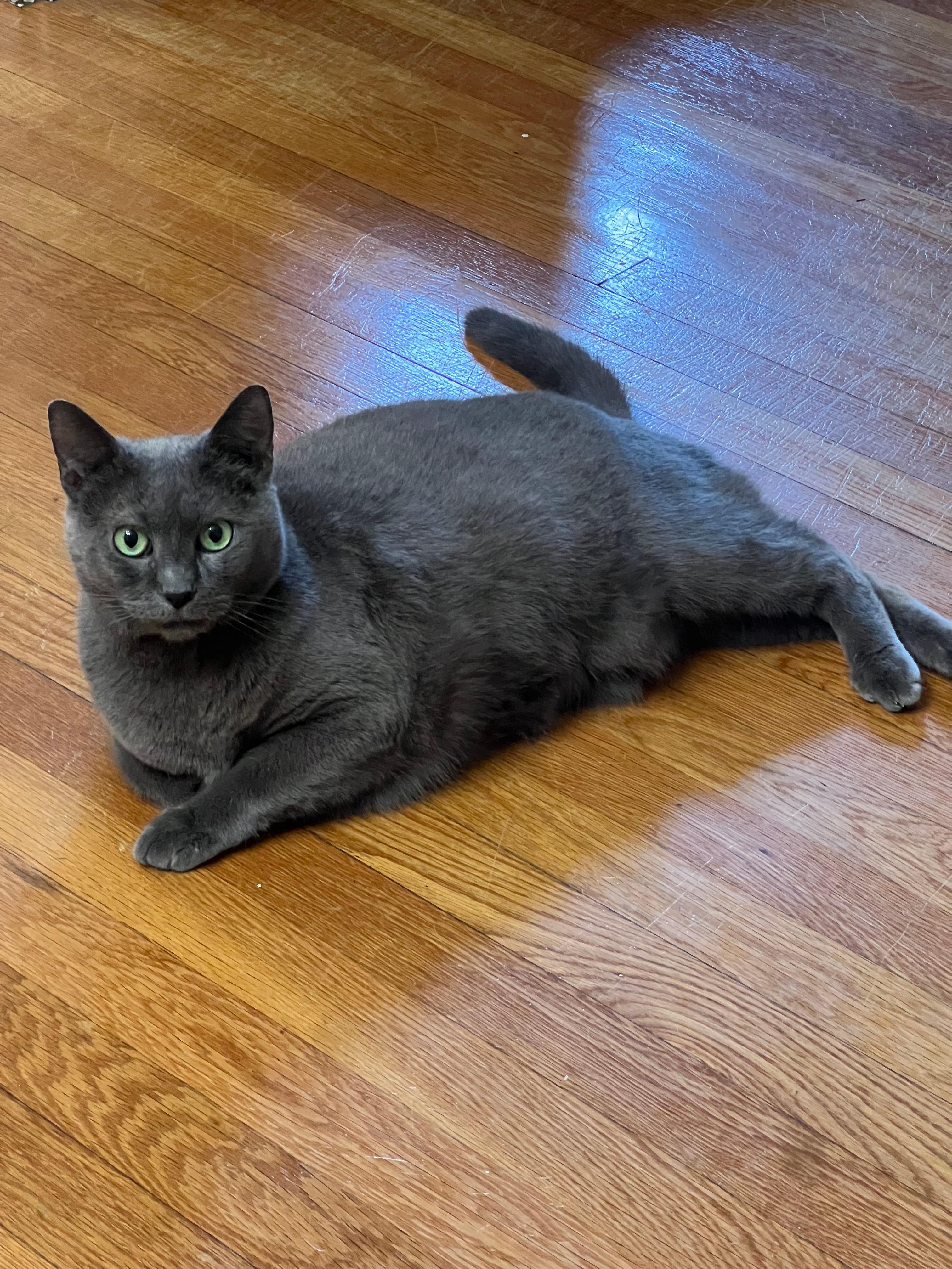 Kitty, a ADOPTABLE Domestic Short Hair in Melrose, MA image 1/5