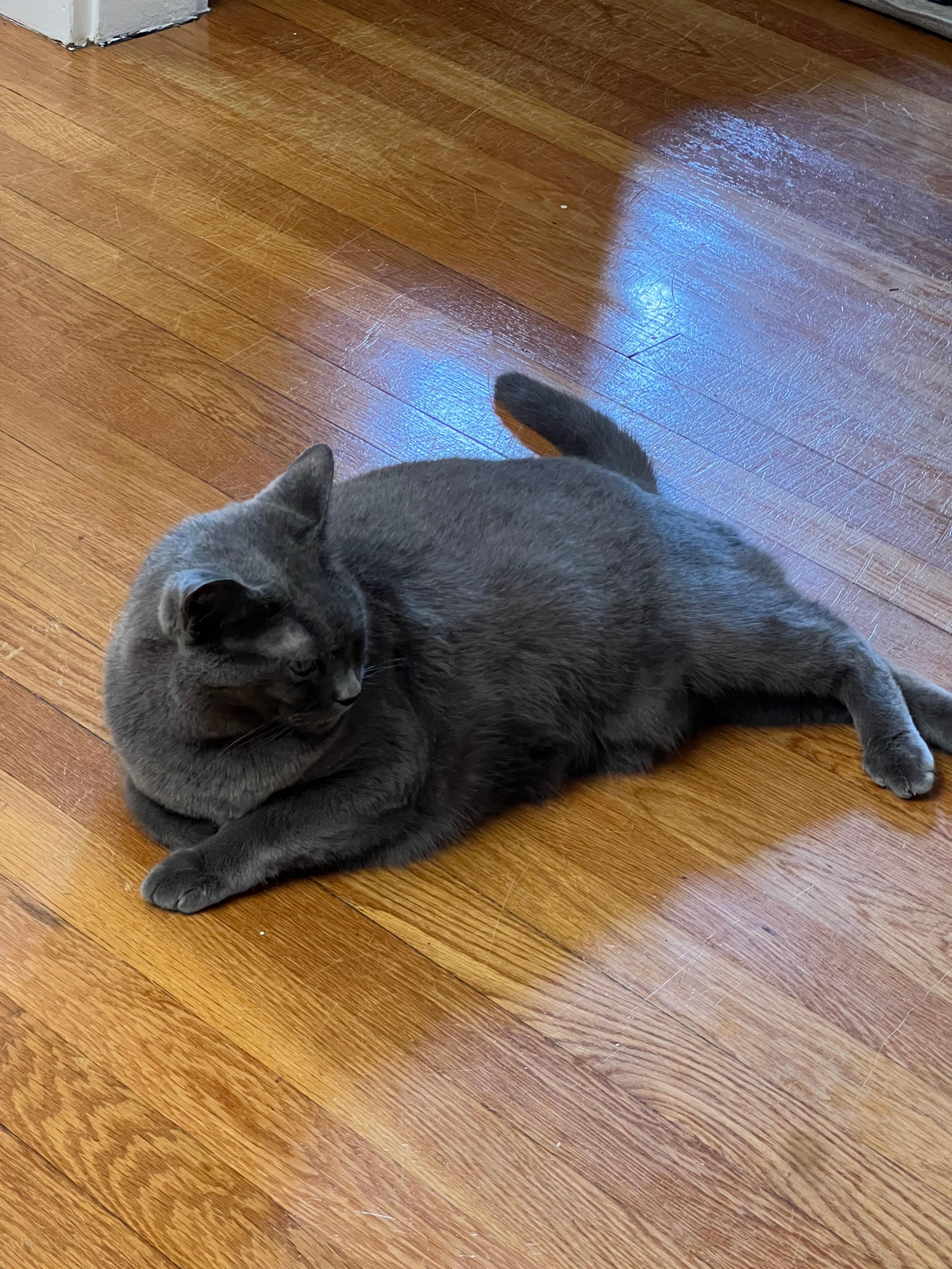 Kitty, a ADOPTABLE Domestic Short Hair in Melrose, MA image 3/5