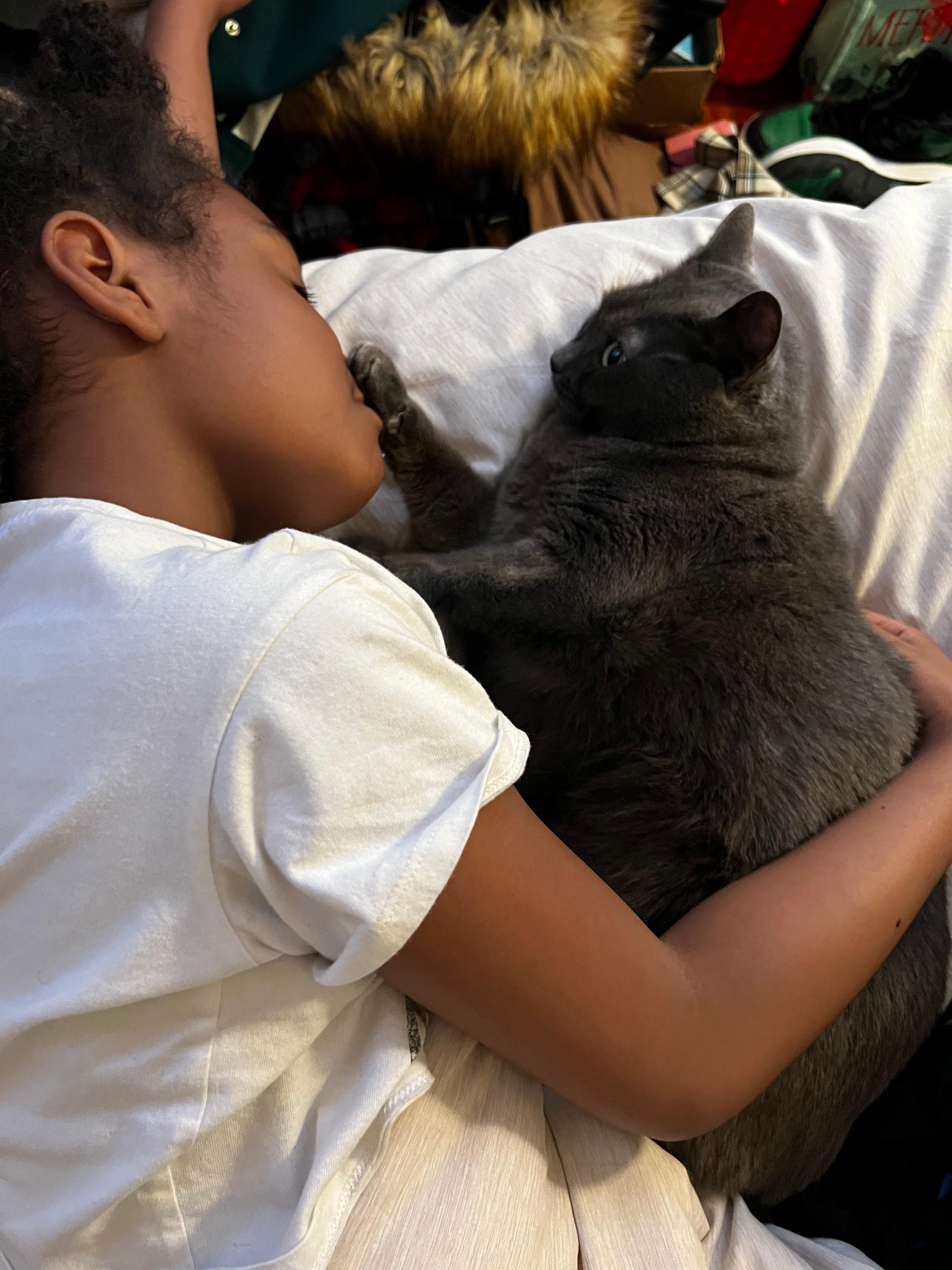 Kitty, a ADOPTABLE Domestic Short Hair in Melrose, MA image 4/5