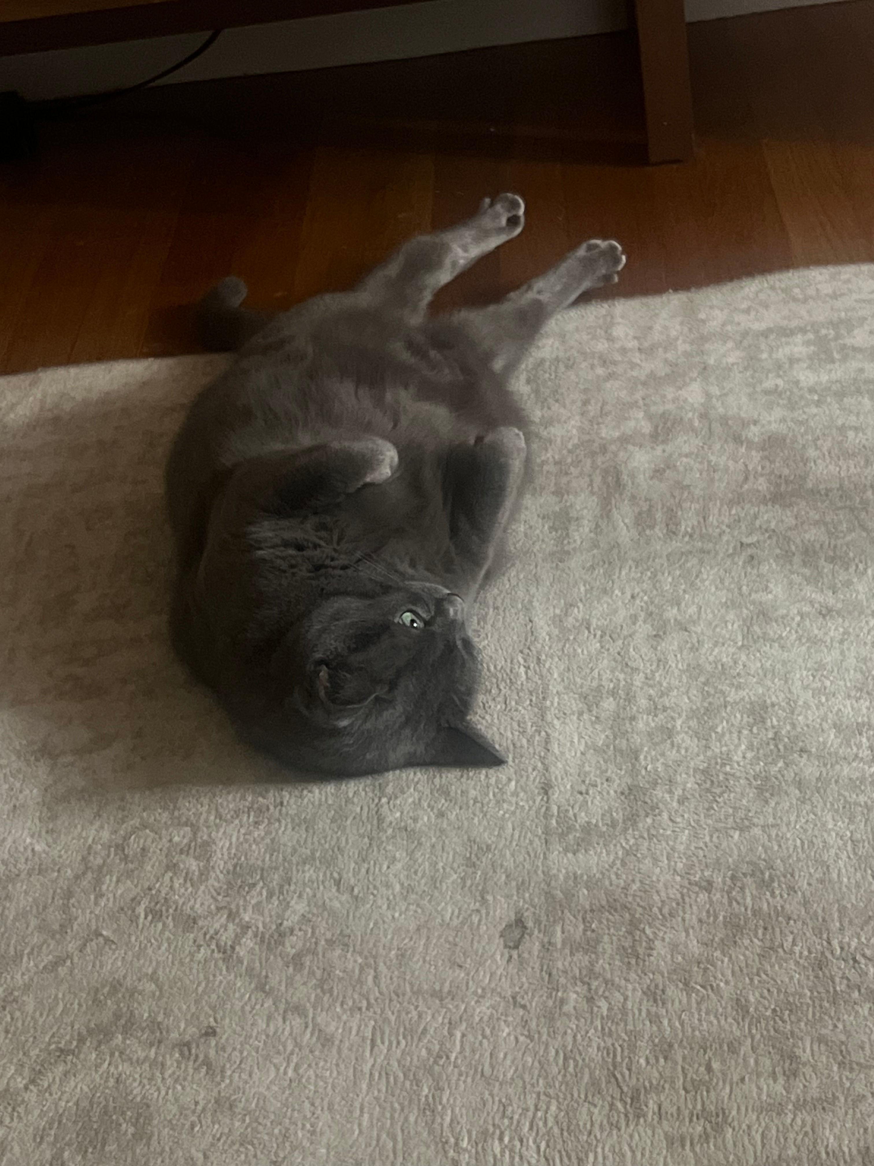 Kitty, a ADOPTABLE Domestic Short Hair in Melrose, MA image 5/5