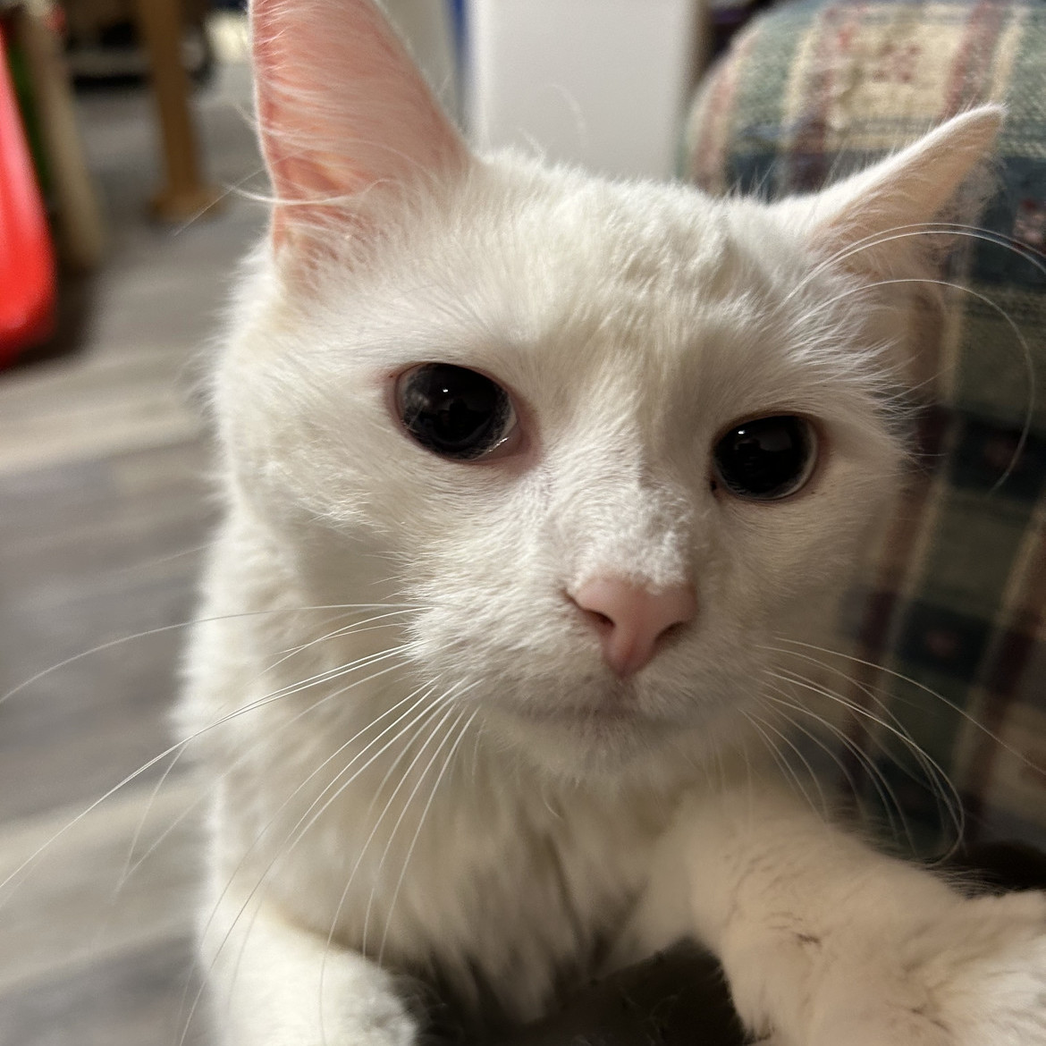 Charlotte, Adopted, Adult Female Domestic Long Hair.