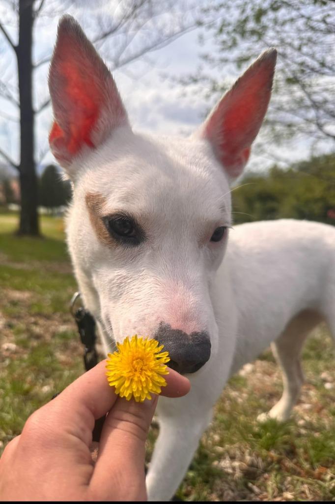 Tully, a Adoptable Mixed Breed in Walnutport, PA image 1/2