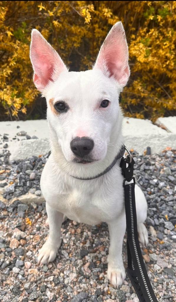 Tully, a Adoptable Mixed Breed in Walnutport, PA image 2/2