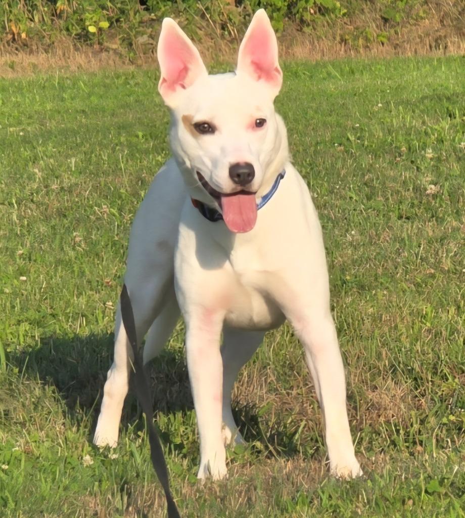 Enlarge Tully, a Adoptable Mixed Breed in Walnutport, PA image 3/3