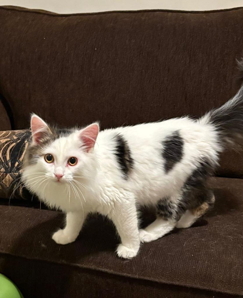 Enlarge Carcassonne, a Adoptable mixed breed in Calgary, AB image 1/5