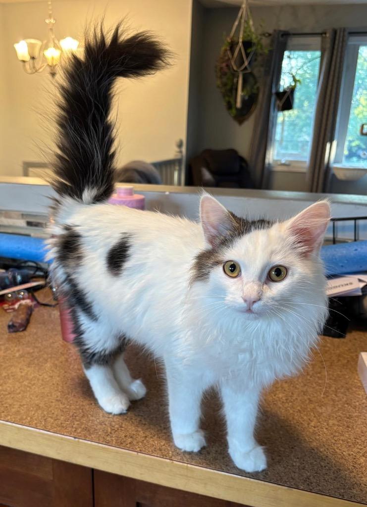 Enlarge Carcassonne, a Adoptable mixed breed in Calgary, AB image 2/5