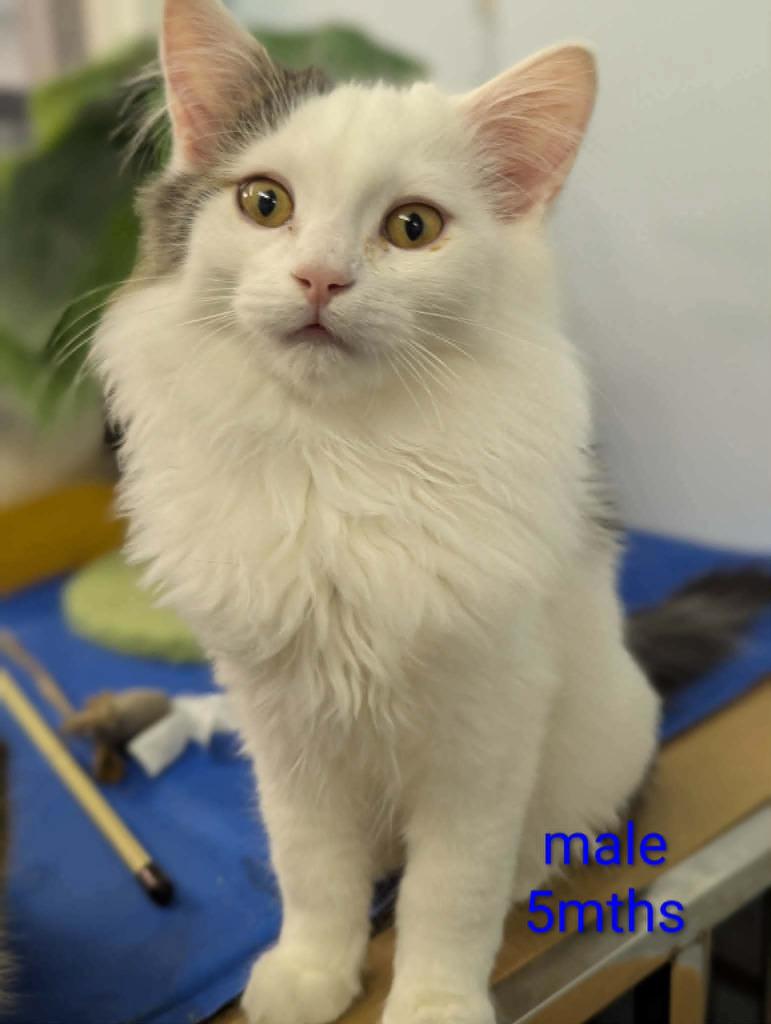 Enlarge Carcassonne, a Adoptable mixed breed in Calgary, AB image 3/5