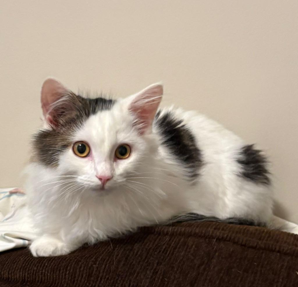 Enlarge Carcassonne, a Adoptable mixed breed in Calgary, AB image 5/5
