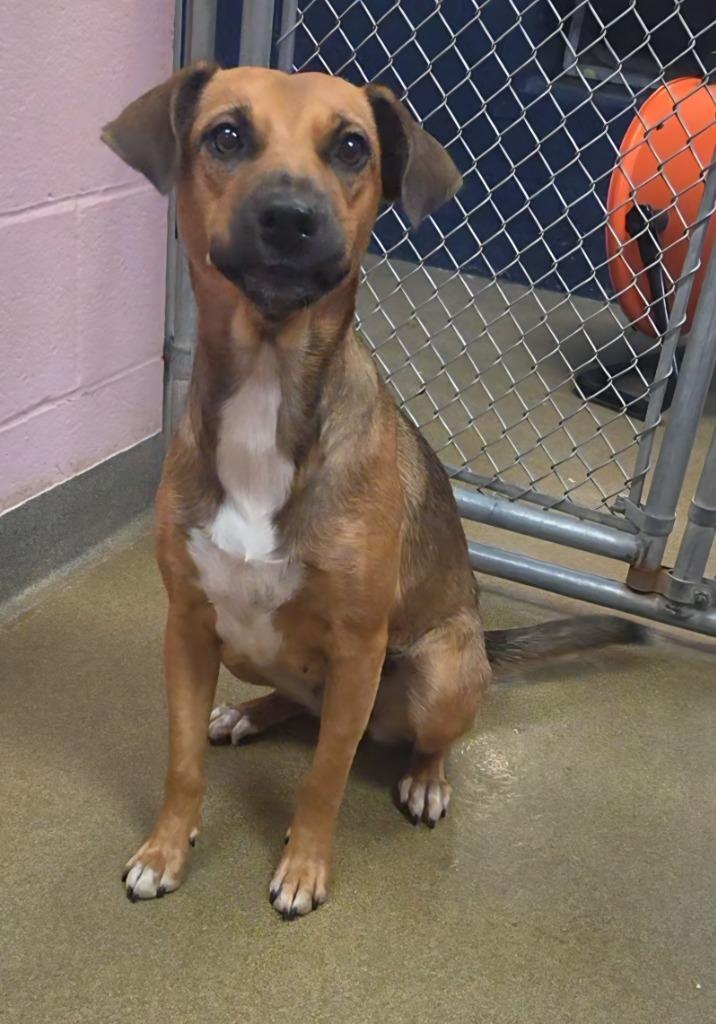 Davina, Adoptable, Puppy Female Shepherd & Hound.