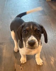 Aries, Adoptable, Puppy Male Border Collie.