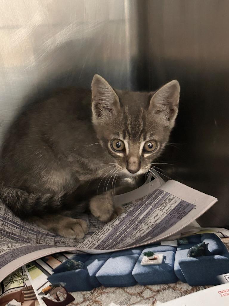 Samuel, Adopted, Kitten Male Domestic Short Hair.