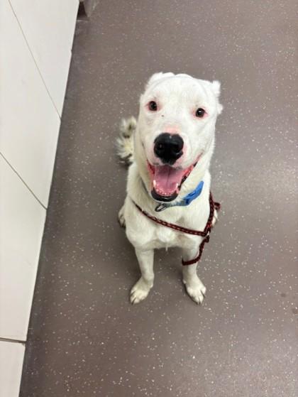 Sparky, Adoptable, Adult Male Pit Bull Terrier & Shepherd.