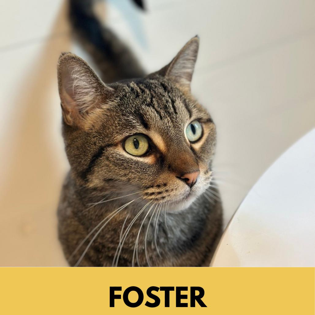 Ella, Adoptable, Senior Female Domestic Short Hair.