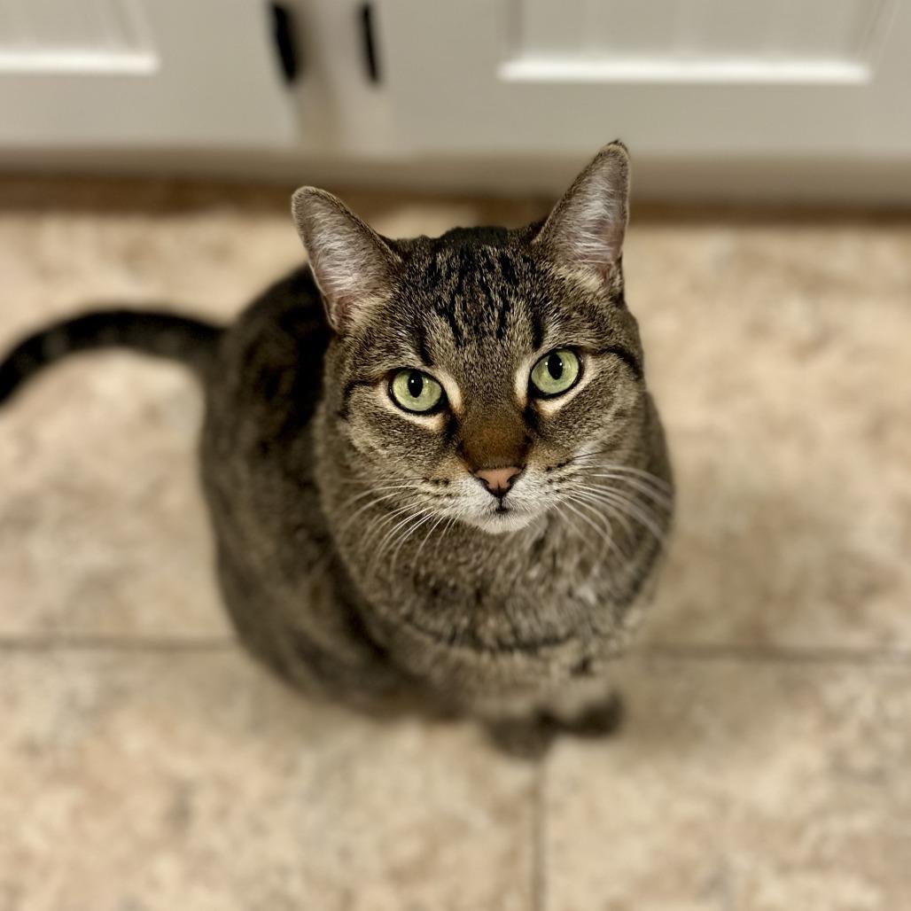 Ella, Adoptable, Senior Female Domestic Short Hair.