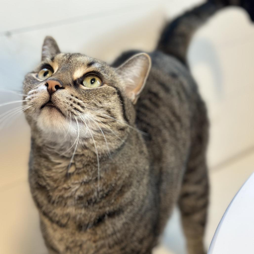 Enlarge Ella, a Adoptable Domestic Short Hair in Lakewood, CO image 2/6