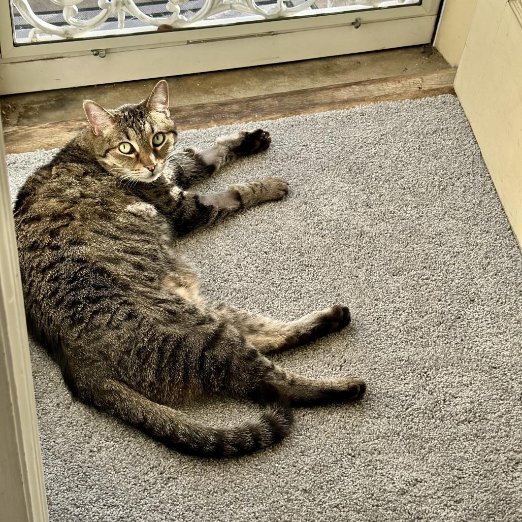 Enlarge Ella, a Adoptable Domestic Short Hair in Lakewood, CO image 3/6