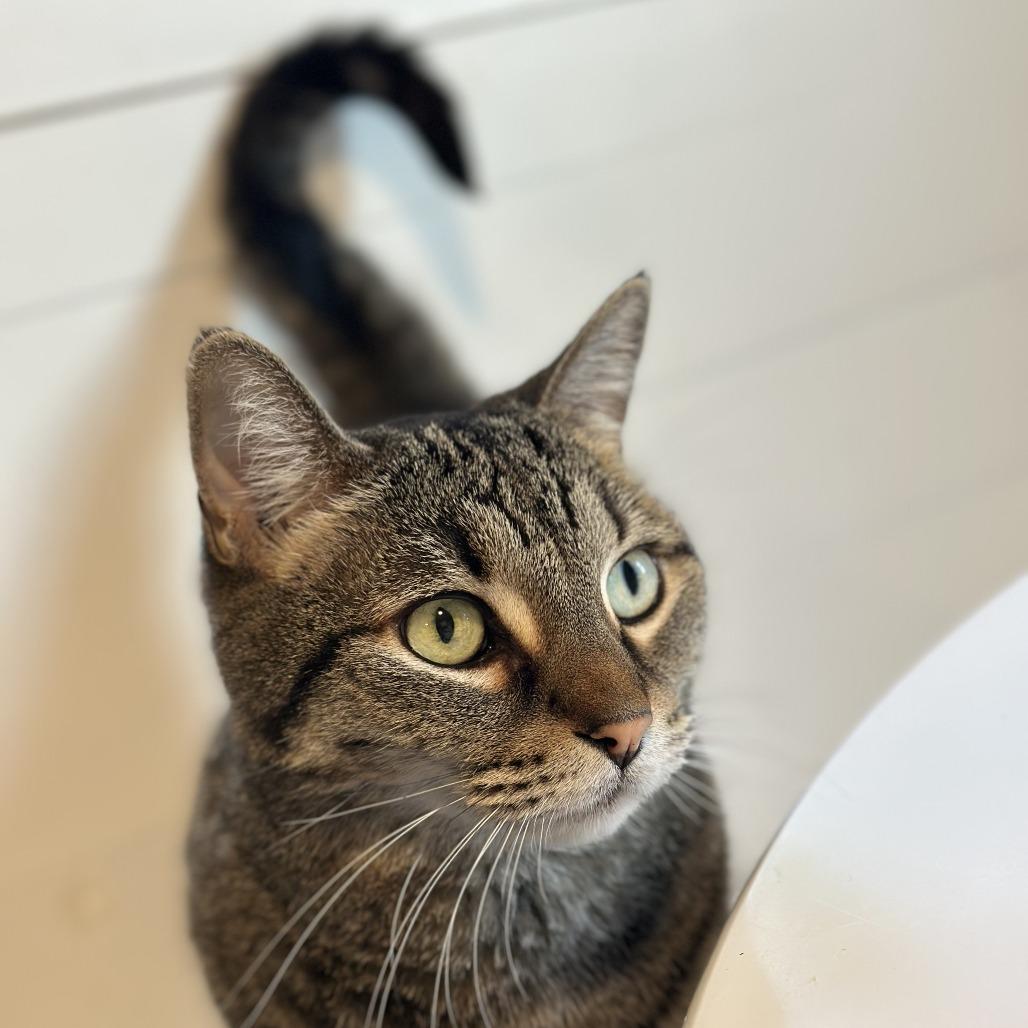 Enlarge Ella, a Adoptable Domestic Short Hair in Lakewood, CO image 4/6