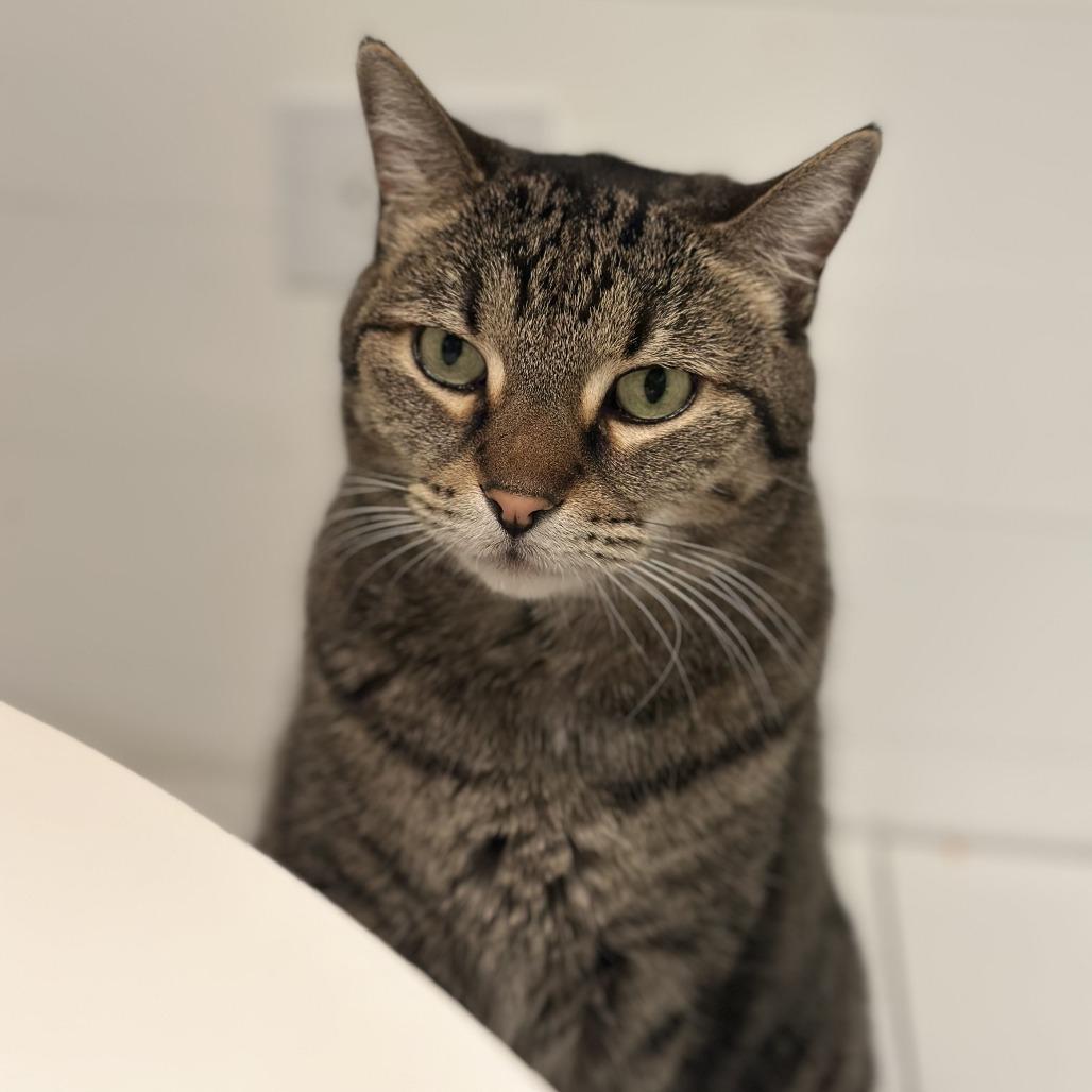 Enlarge Ella, a Adoptable Domestic Short Hair in Lakewood, CO image 5/6
