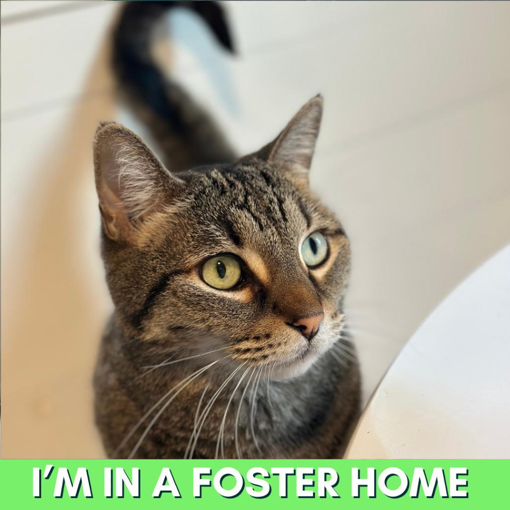 Enlarge Ella, a Adoptable Domestic Short Hair in Lakewood, CO image 6/6