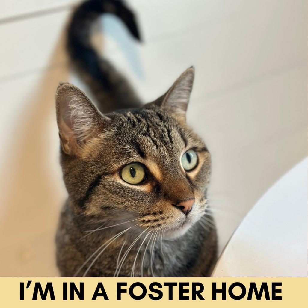 Enlarge Ella, a Adoptable Domestic Short Hair in Lakewood, CO image 6/6