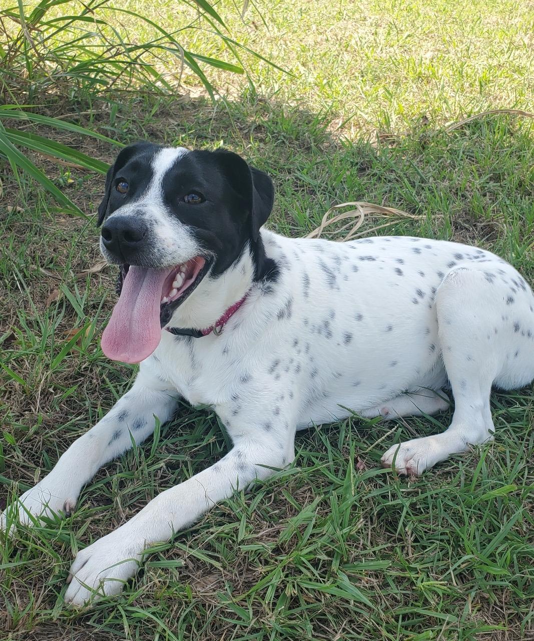 Enlarge Meesha, a Adoptable mixed breed in Rockwall, TX image 4/4