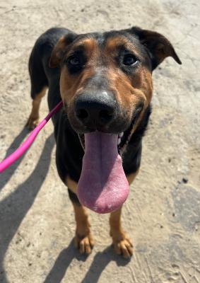 Enlarge Simba, an adopted mixed breed in Santa Paula, CA image 2/3
