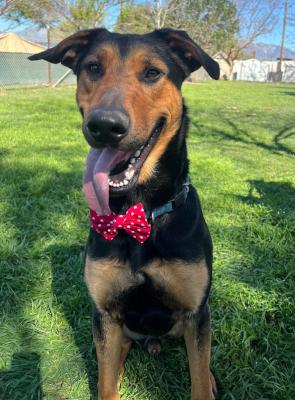 Enlarge Simba, an adopted mixed breed in Santa Paula, CA image 1/3