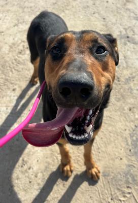 Enlarge Simba, an adopted mixed breed in Santa Paula, CA image 3/3