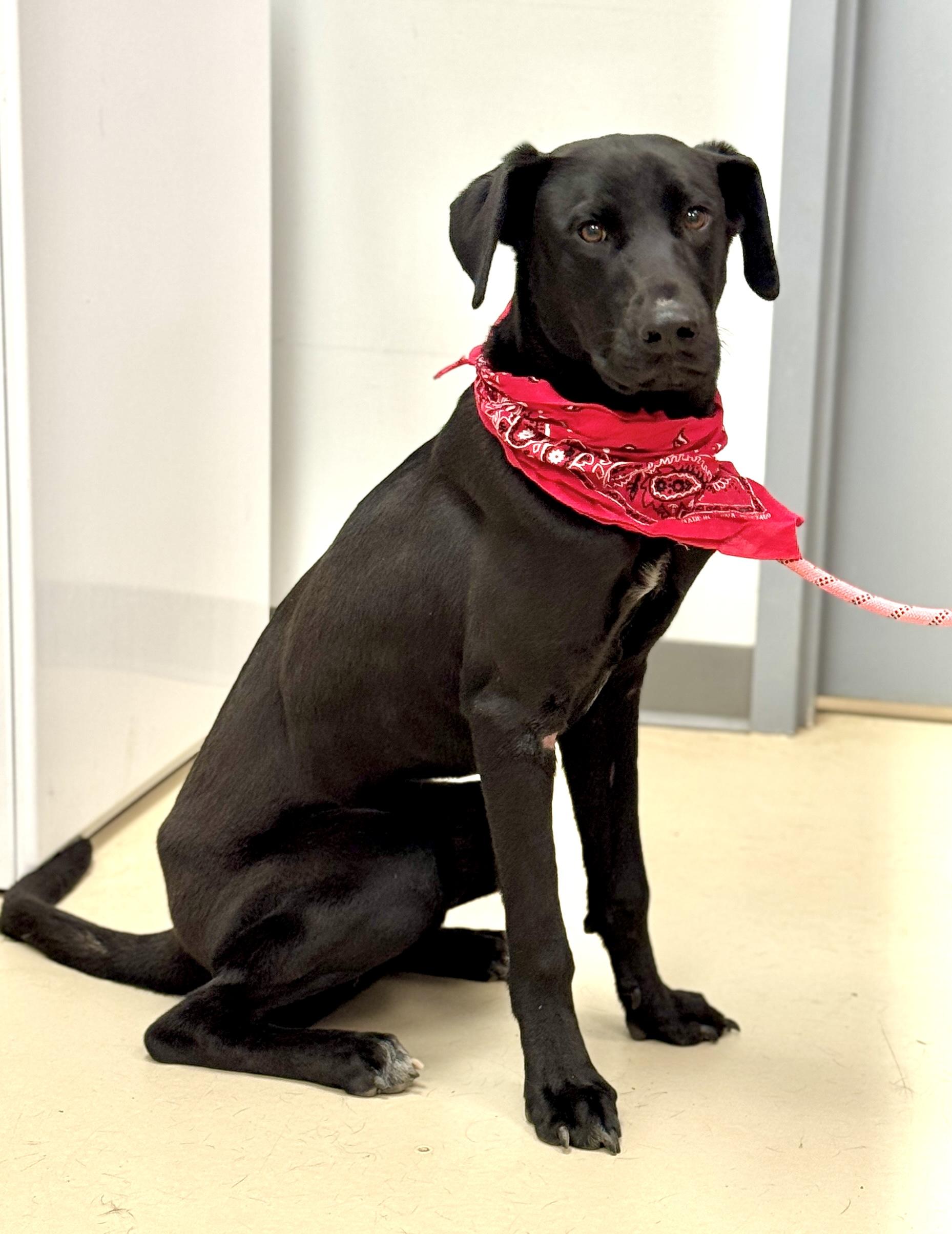 Enlarge Romeo, a ADOPTABLE mixed breed in Sumter, SC image 1/1