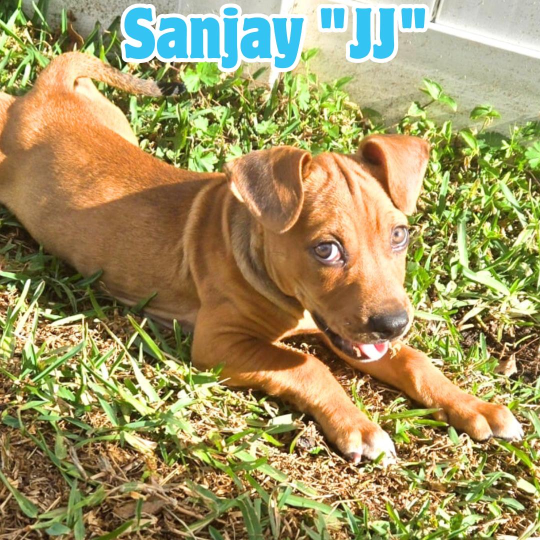 Enlarge Sanjay "JJ" *Snuggly, silly puppy*, a ADOPTABLE mixed breed in Riverview, FL image 1/6