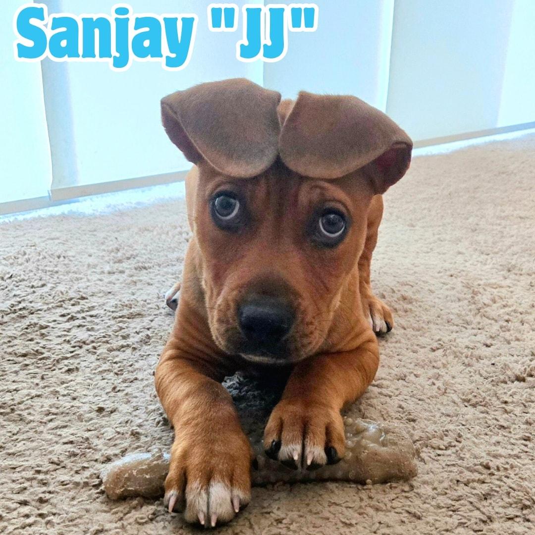 Enlarge Sanjay "JJ" *Snuggly, silly puppy*, a ADOPTABLE mixed breed in Riverview, FL image 2/6