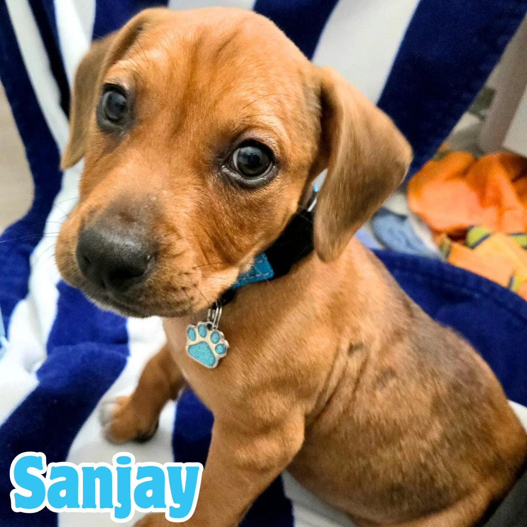 Enlarge Sanjay "JJ" *Snuggly, silly puppy*, a ADOPTABLE mixed breed in Riverview, FL image 5/6