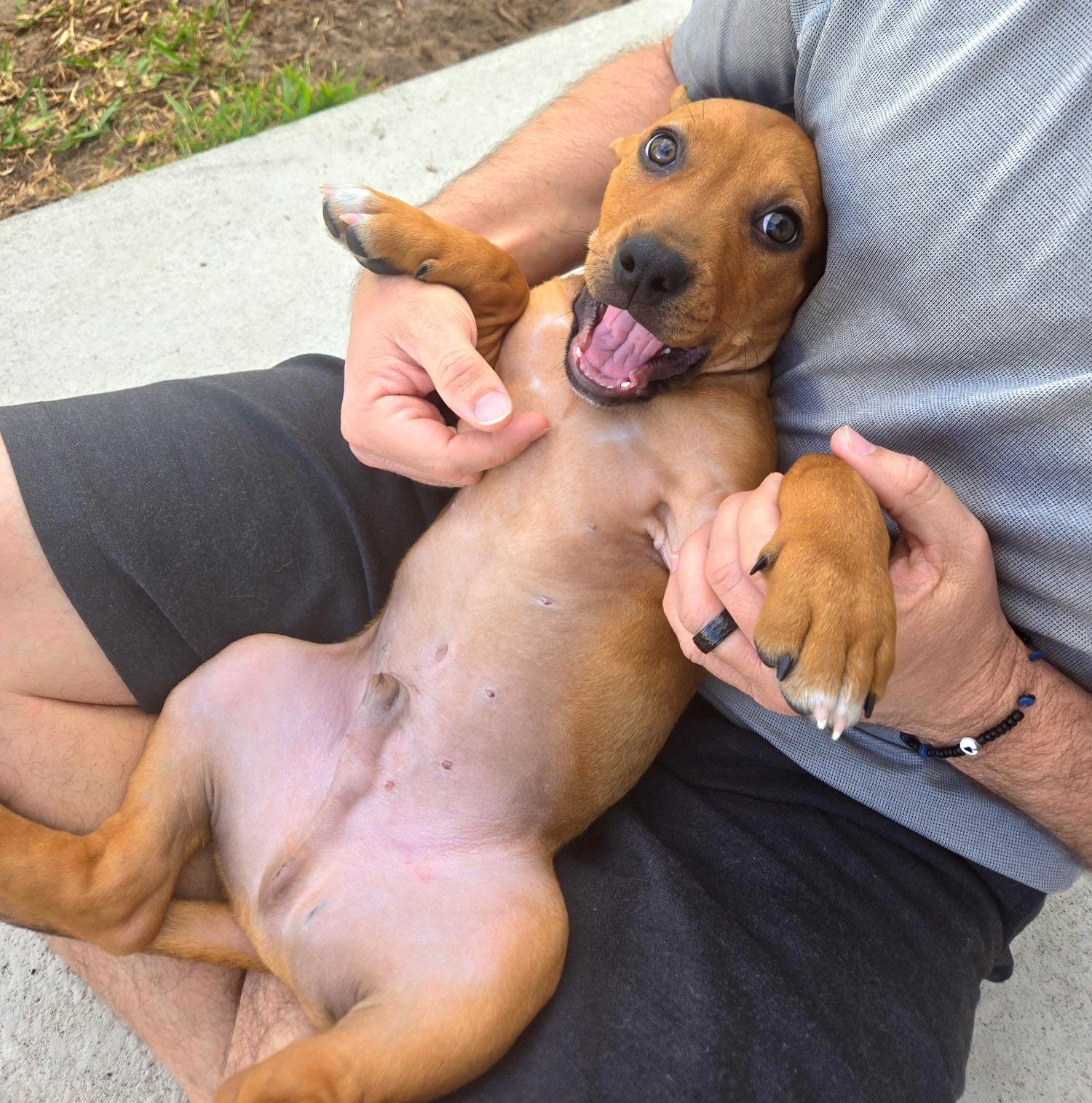 Enlarge Sanjay "JJ" *Snuggly, silly puppy*, a ADOPTABLE mixed breed in Riverview, FL image 3/6