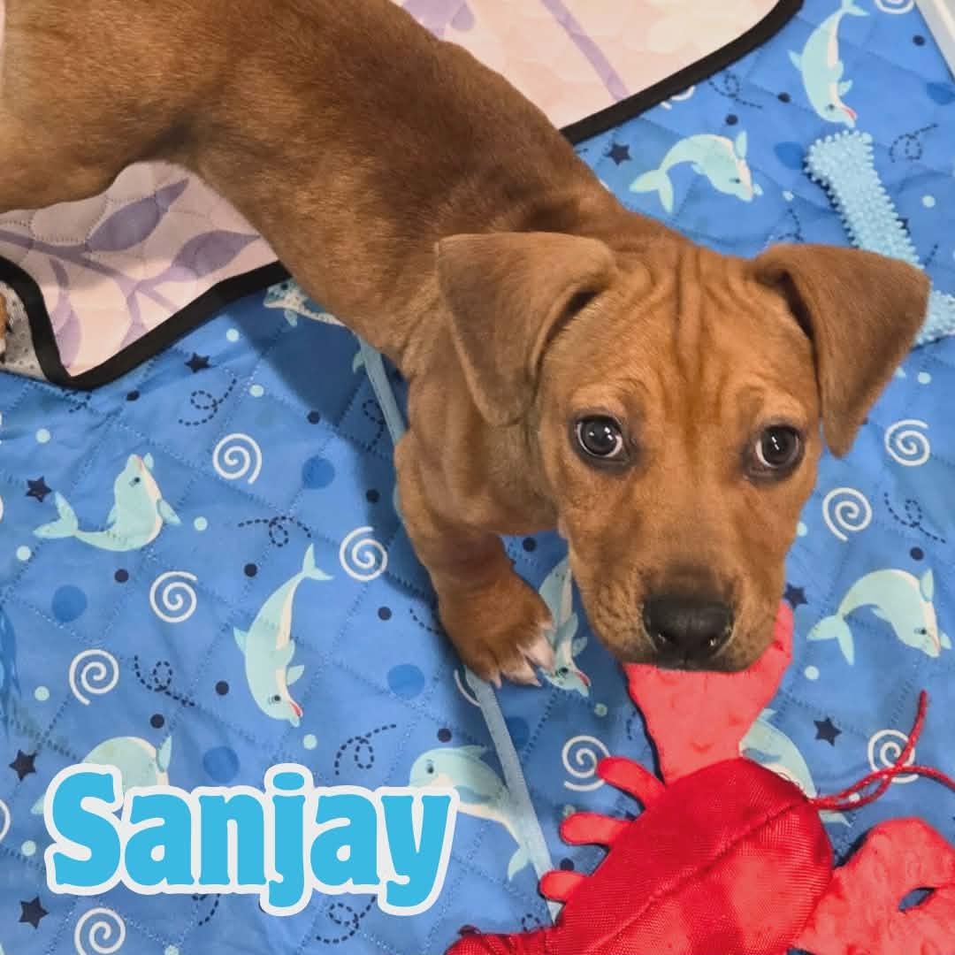 Enlarge Sanjay "JJ" *Snuggly, silly puppy*, a ADOPTABLE mixed breed in Riverview, FL image 4/6