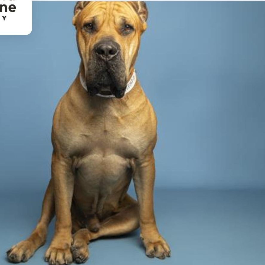 Enlarge Titan The Mighty , a ADOPTABLE Presa Canario in Phoenix, AZ image 1/4