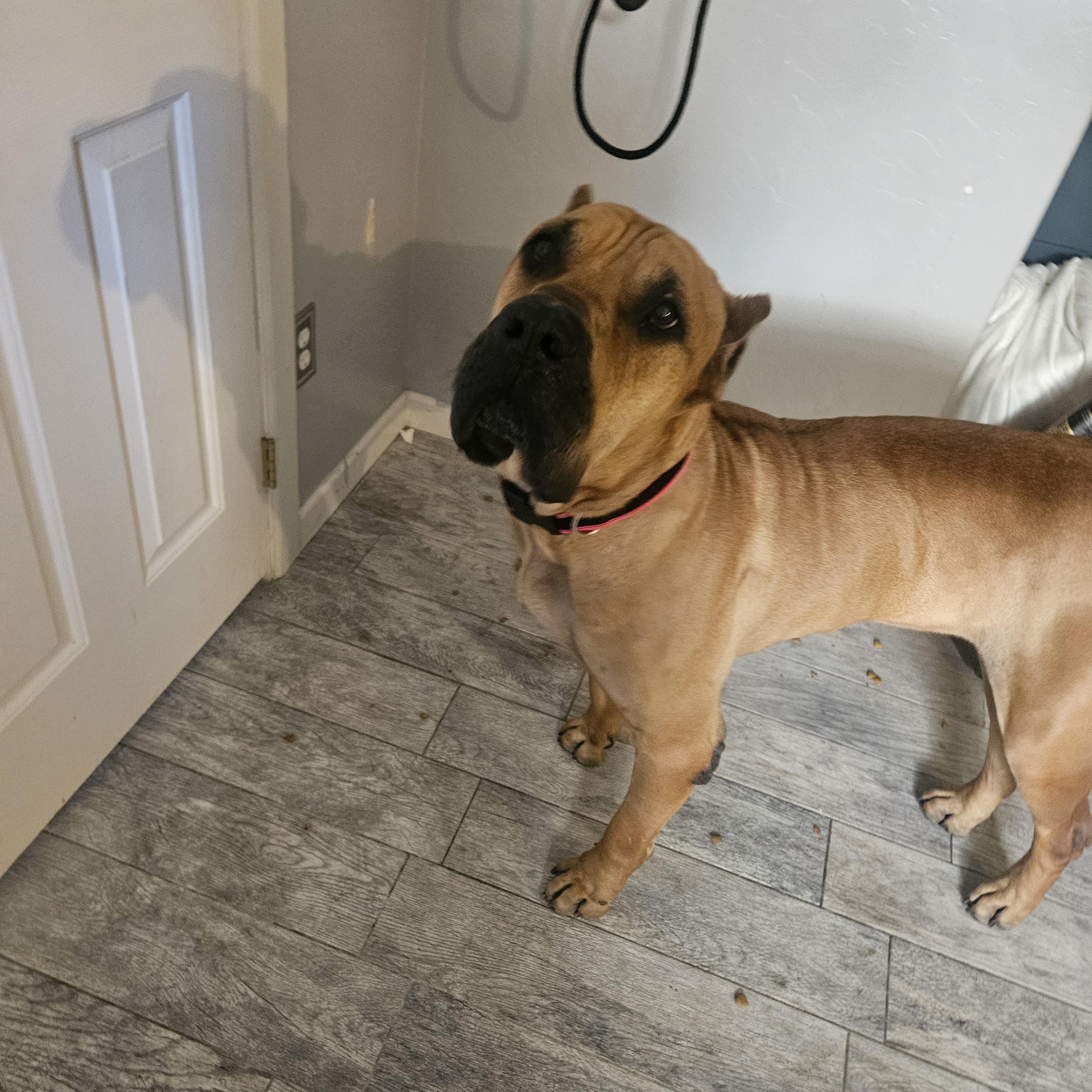 Enlarge Titan The Mighty , a ADOPTABLE Presa Canario in Phoenix, AZ image 2/4