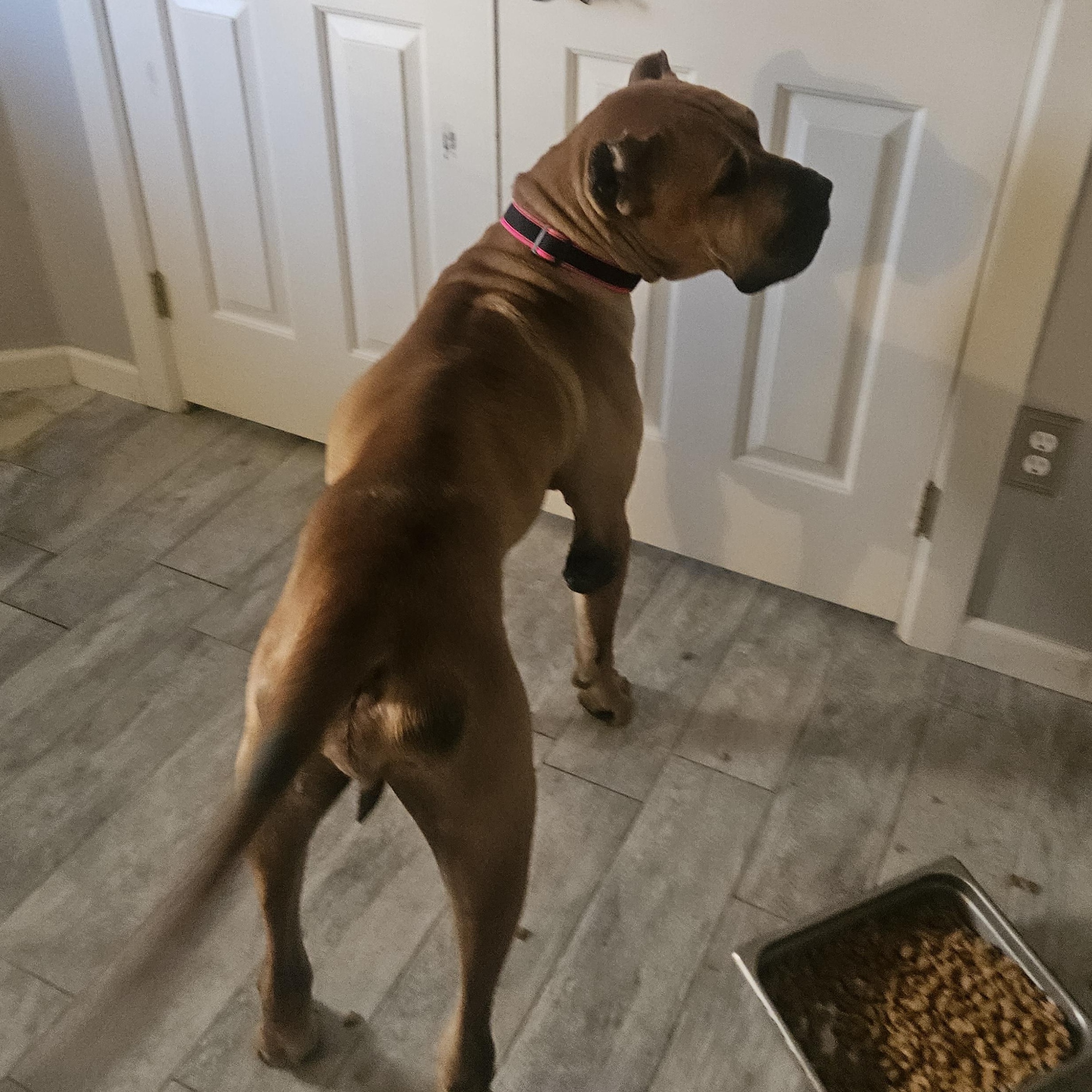 Enlarge Titan The Mighty , a ADOPTABLE Presa Canario in Phoenix, AZ image 3/4