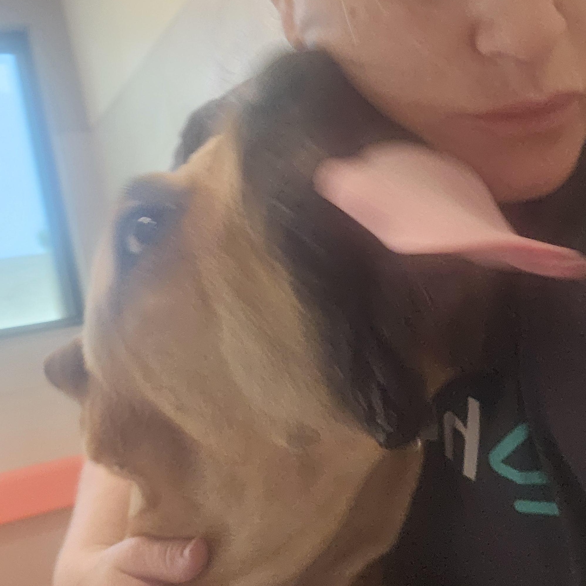 Enlarge Titan The Mighty , a ADOPTABLE Presa Canario in Phoenix, AZ image 4/4