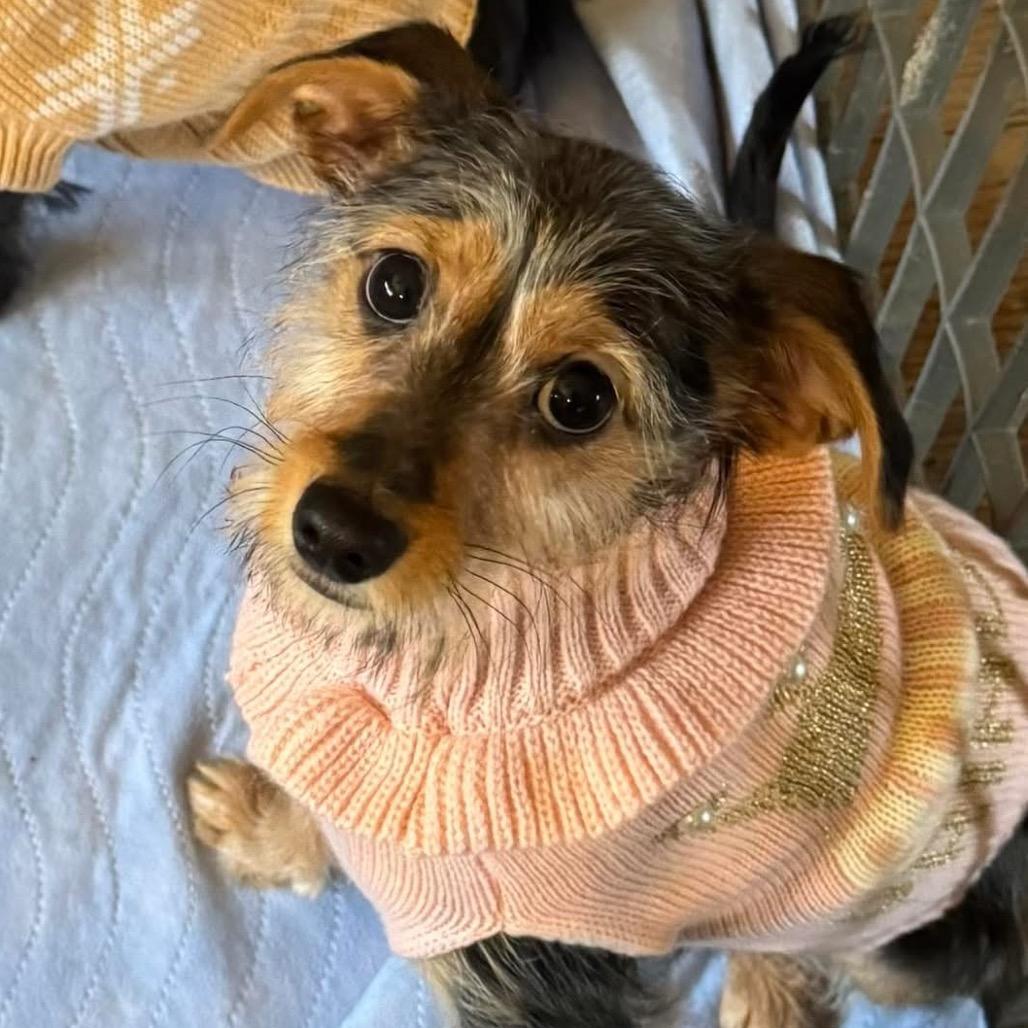 Rosie (in PA), Adoptable, Puppy Female Schnauzer.