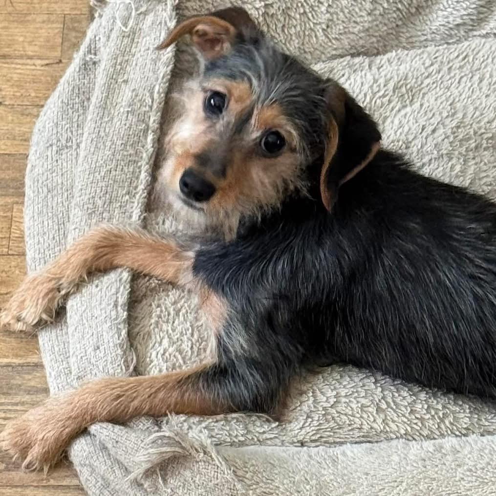 Enlarge Rosie (in PA), a Adoptable Schnauzer in Shoemakersville, PA image 2/6