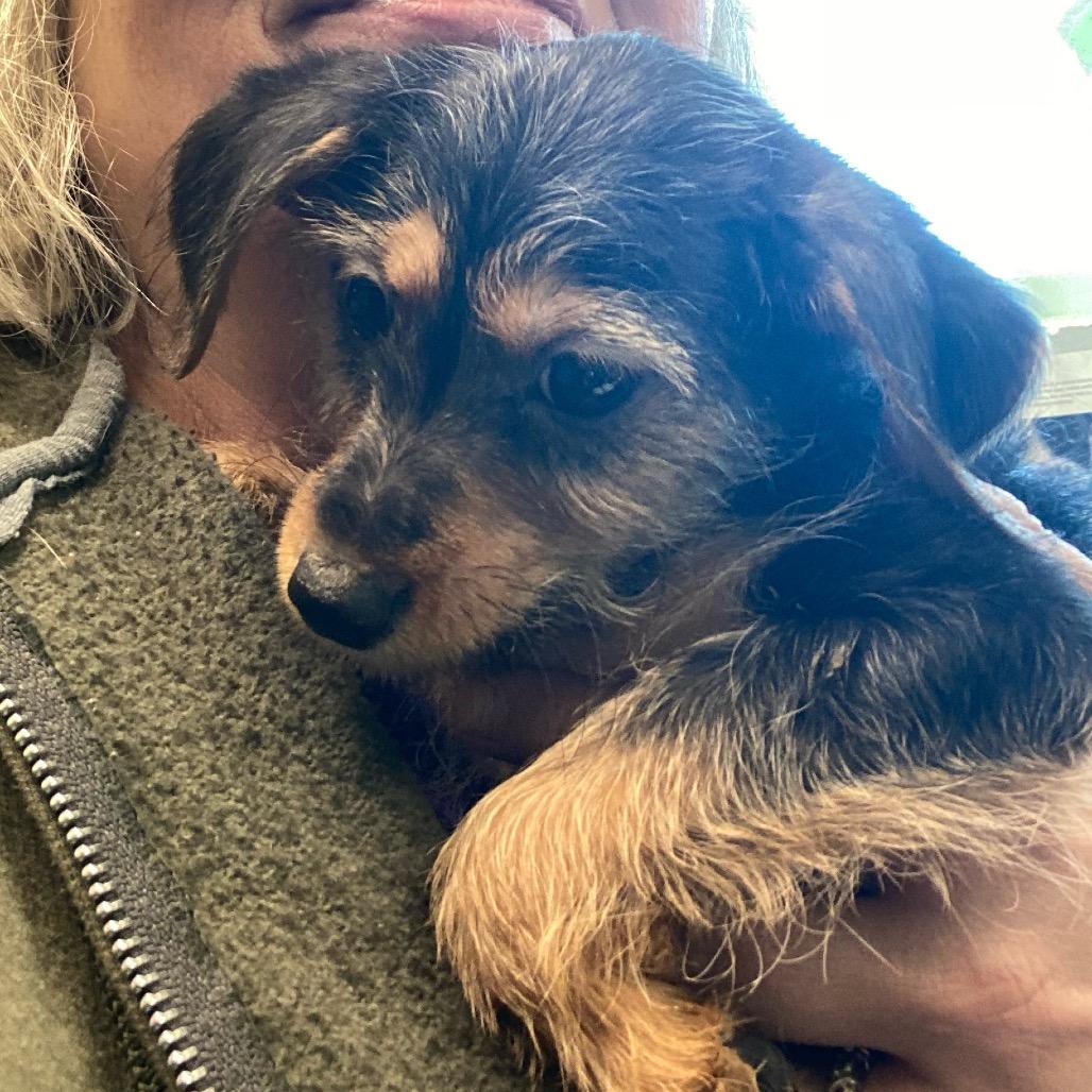 Enlarge Rosie (in PA), a Adoptable Schnauzer in Huntsville, AL image 2/4