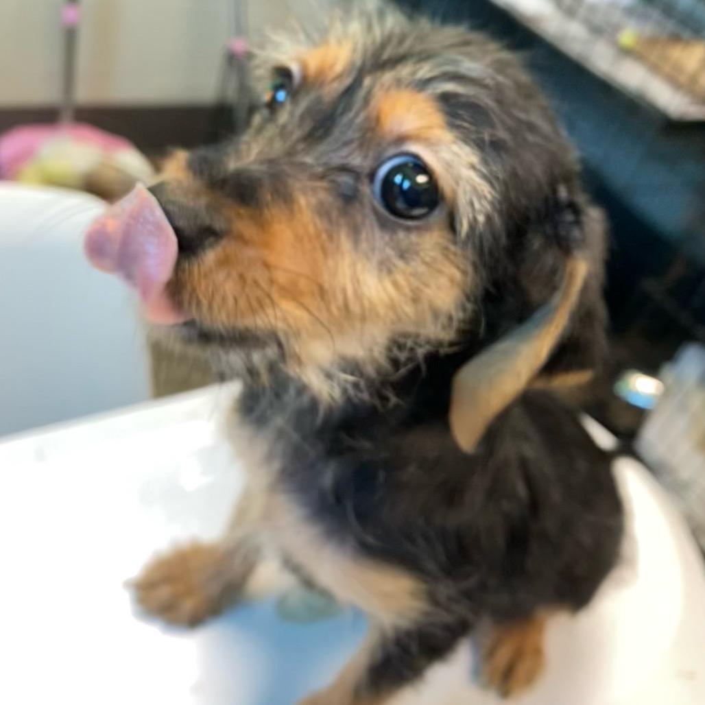 Enlarge Rosie (in PA), a Adoptable Schnauzer in Huntsville, AL image 3/4